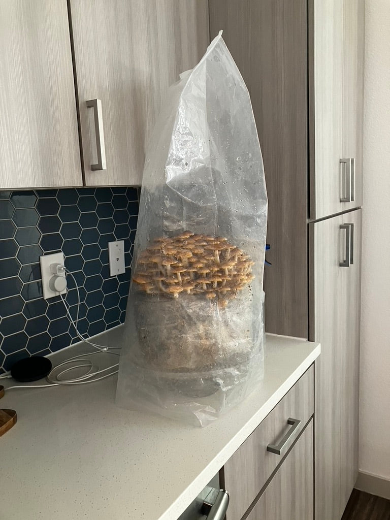 Chestnut/Pholiota Adiposa (Master Culture Slant) – Mycology Research Grade