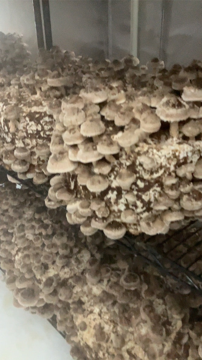 Lentinula Edodes- Shiitake 3782 (Master Culture Slant) – Mycology Research Grade
