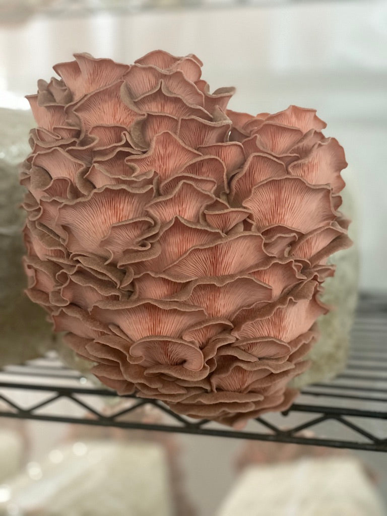 Pink Oyster JPN (Asia) (Master Culture Slant) – Mycology Research Grade