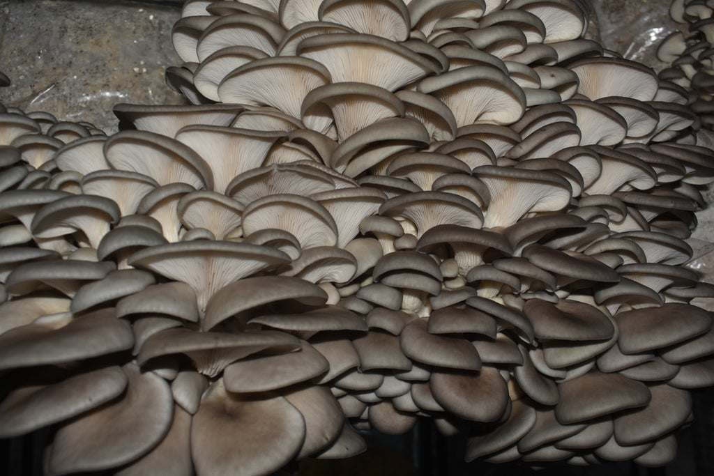 Blue/California Oyster(Mycelium Agar Culture) – Mycology Research Grade