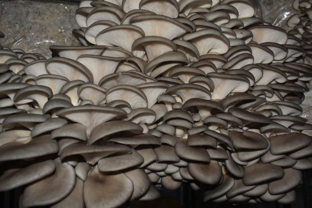 Blue/California Oyster(Mycelium Agar Culture) – Mycology Research Grade
