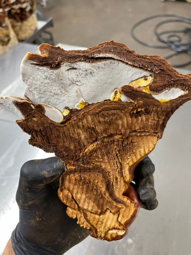 Reishi Dual-Extract Tincture – Immune Balance & Daily Resilience
