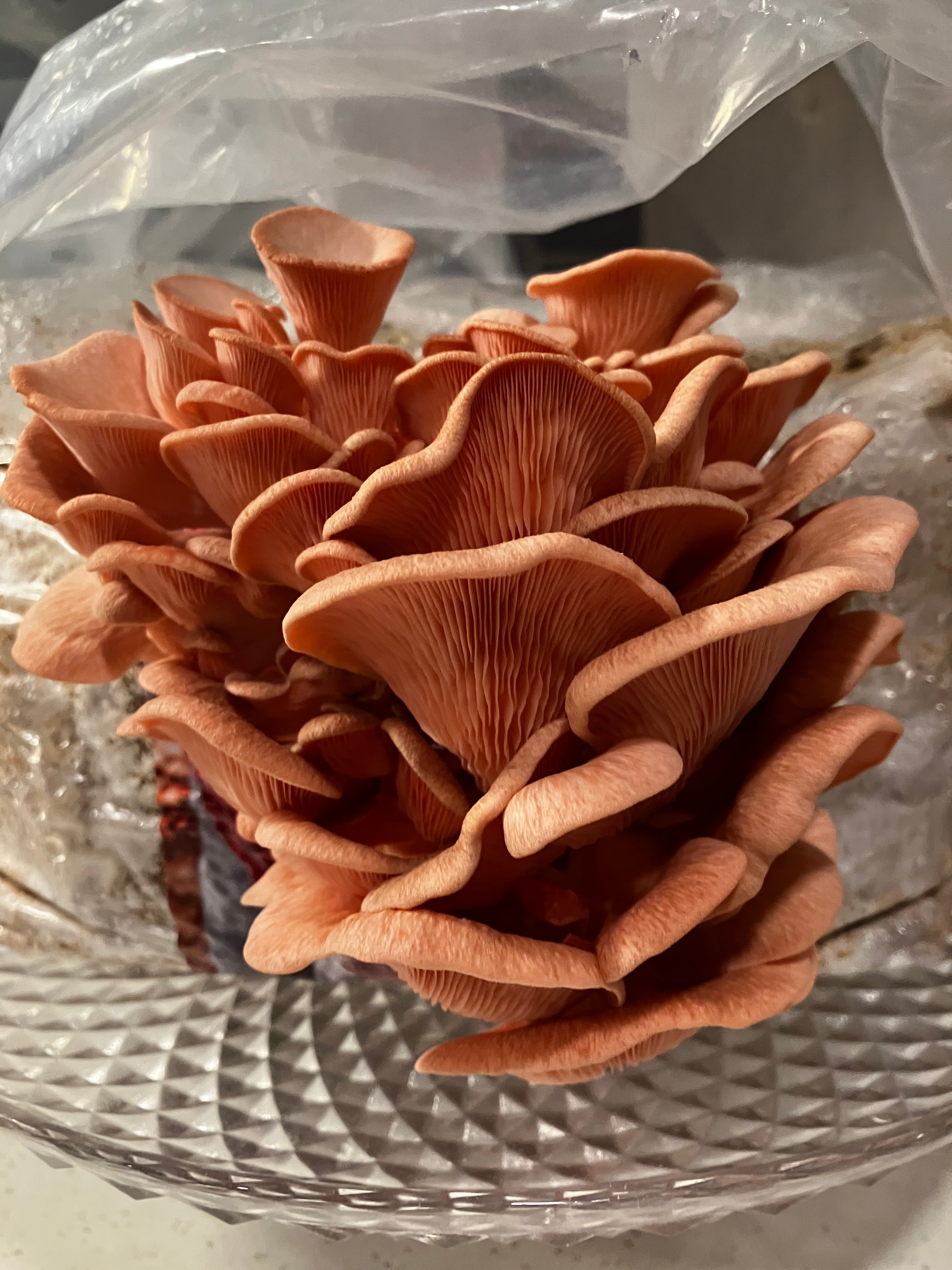 Pink Oyster Mushroom Grow Kit