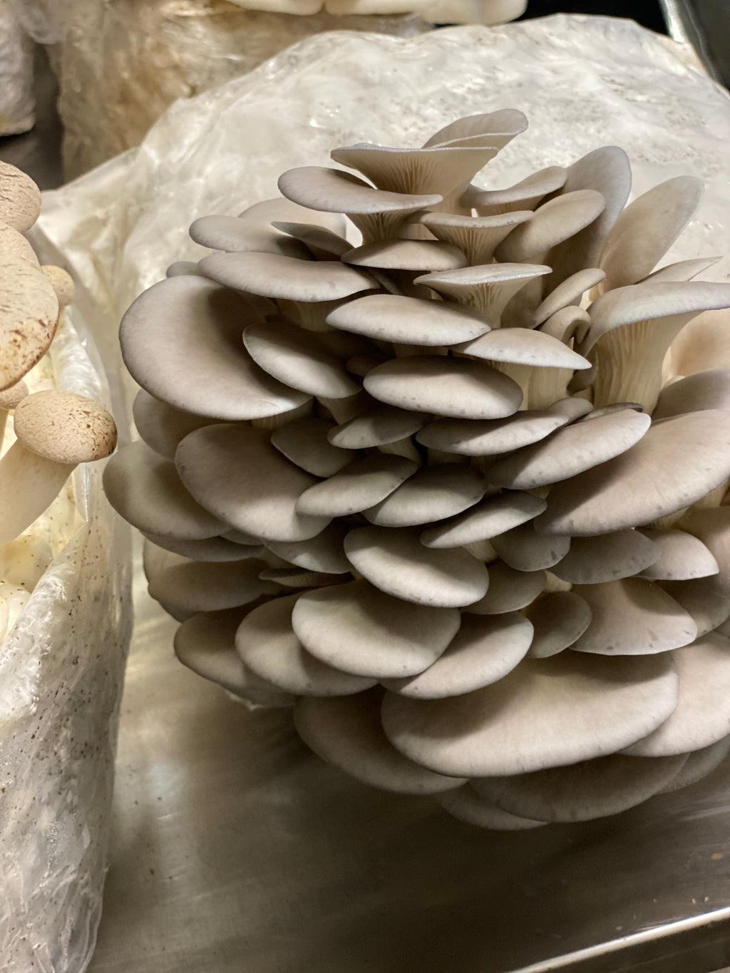 Blue Oyster California Mycelium Liquid Culture 10ml