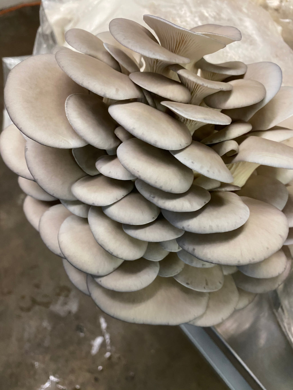 Blue Oyster California Mycelium Liquid Culture 10ml