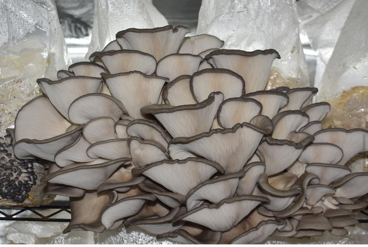 Blue Oyster Mushroom Grow Kit