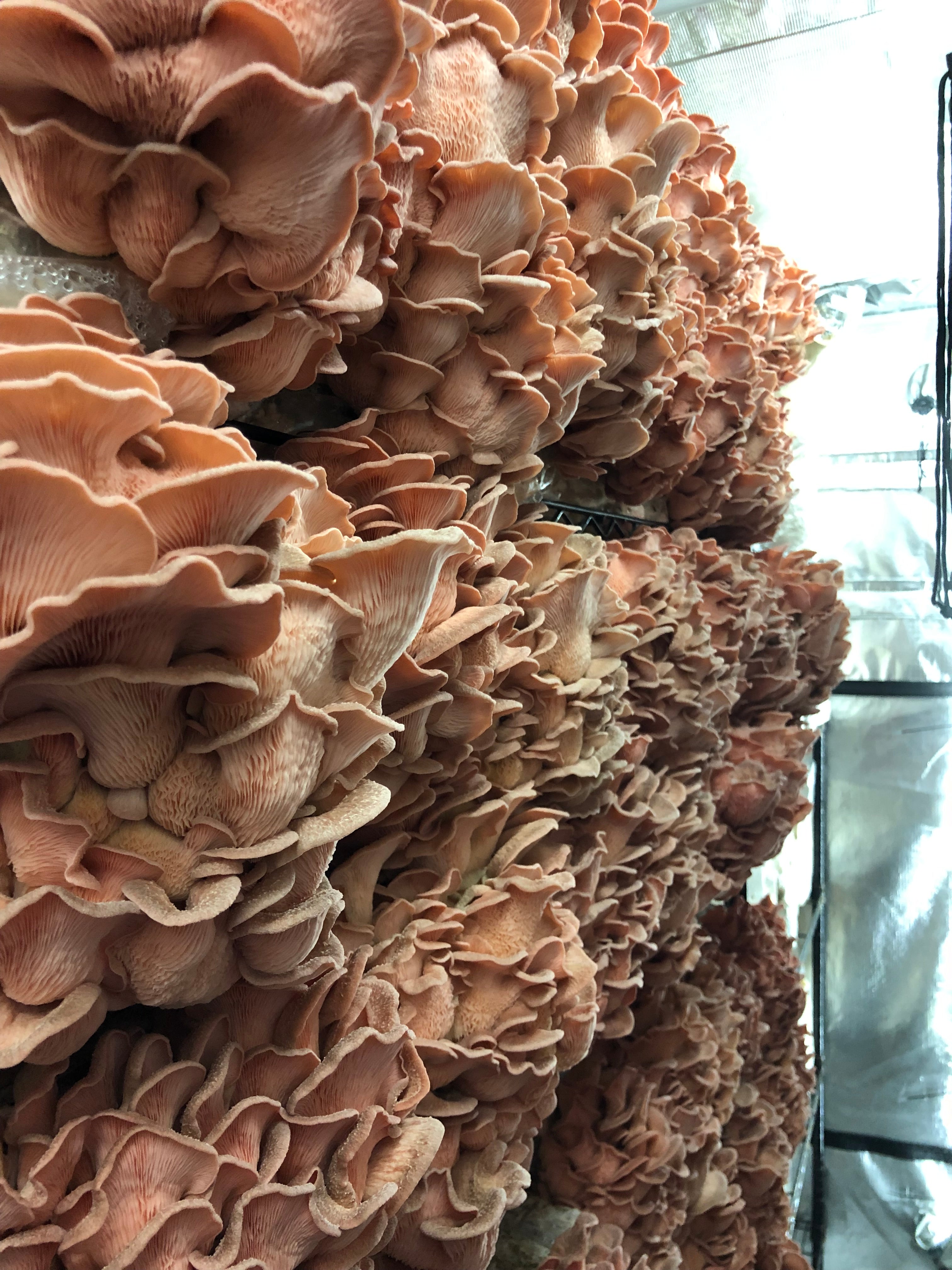 Pink Oyster Mushroom Grow Kit
