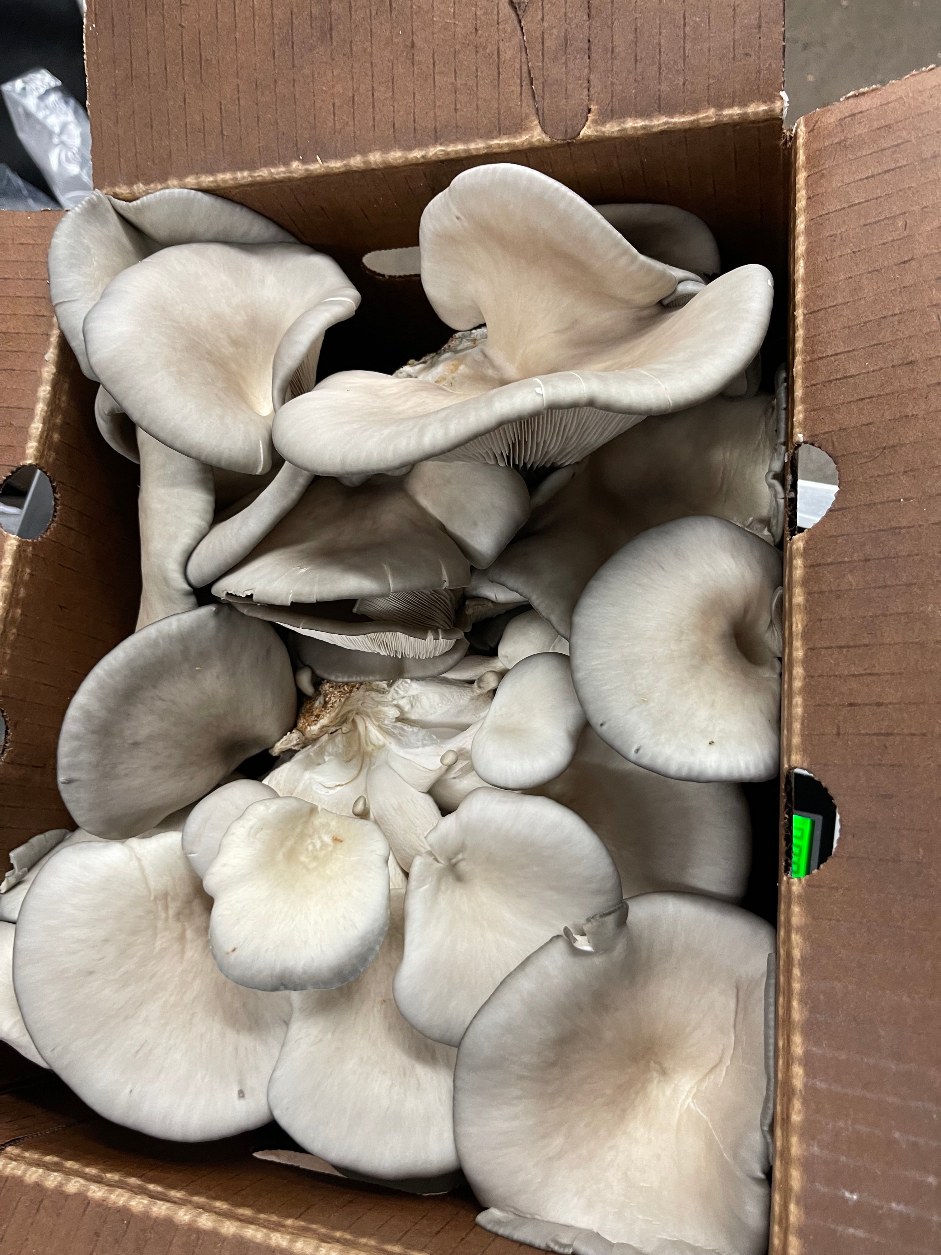 Blue Oyster Mushroom Grow Kit