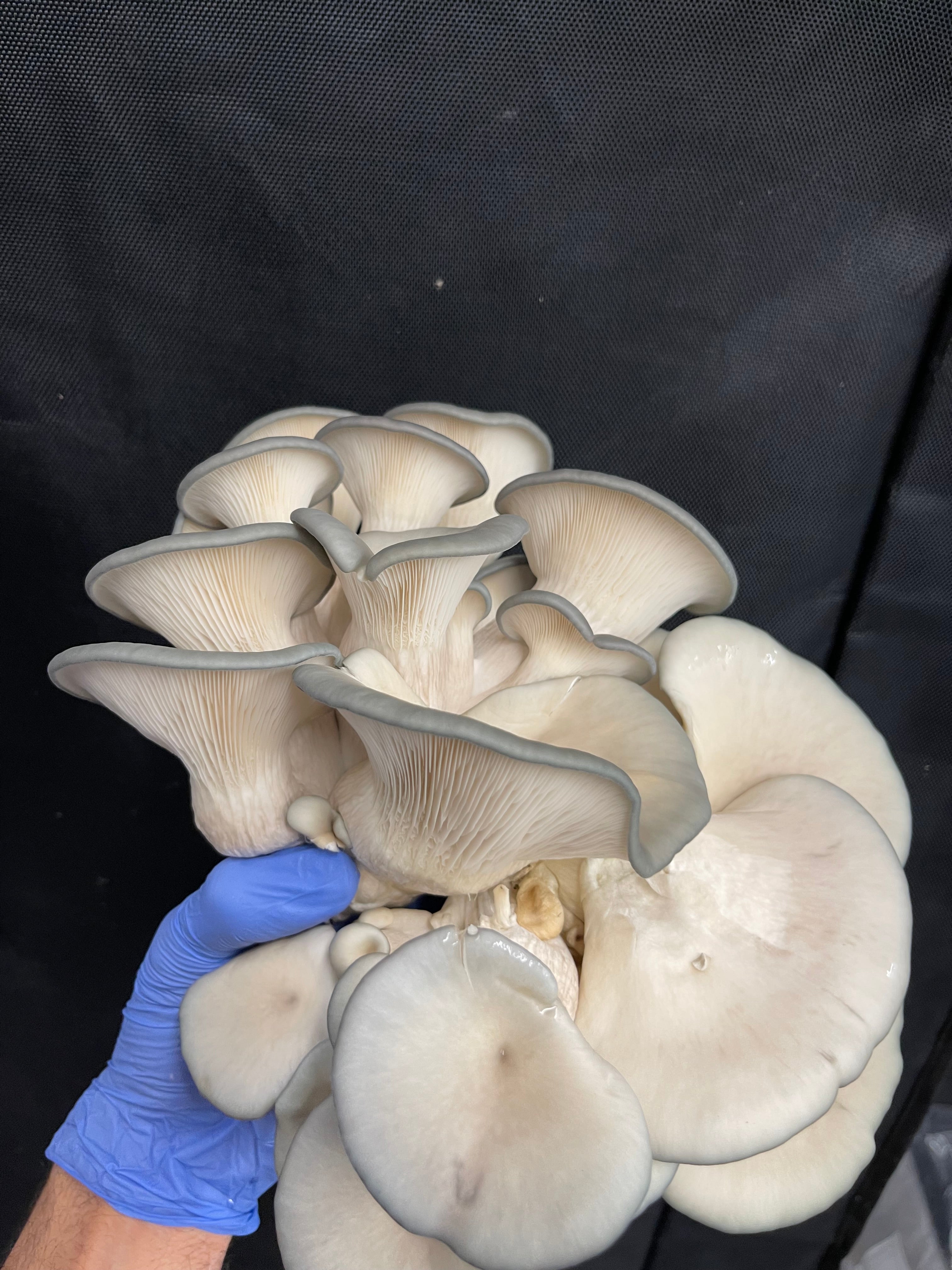 Blue Oyster Mushroom Grow Kit