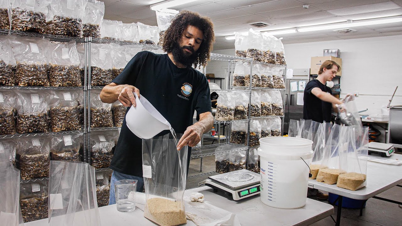 Southwest Mushrooms Lion's Mane mycelium grain spawn