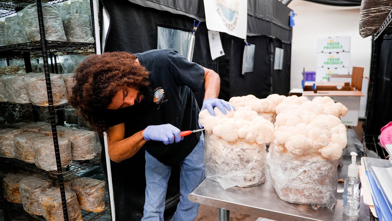 Lion's Mane fresh harvest used in Southwest Mushrooms cognitive tincture