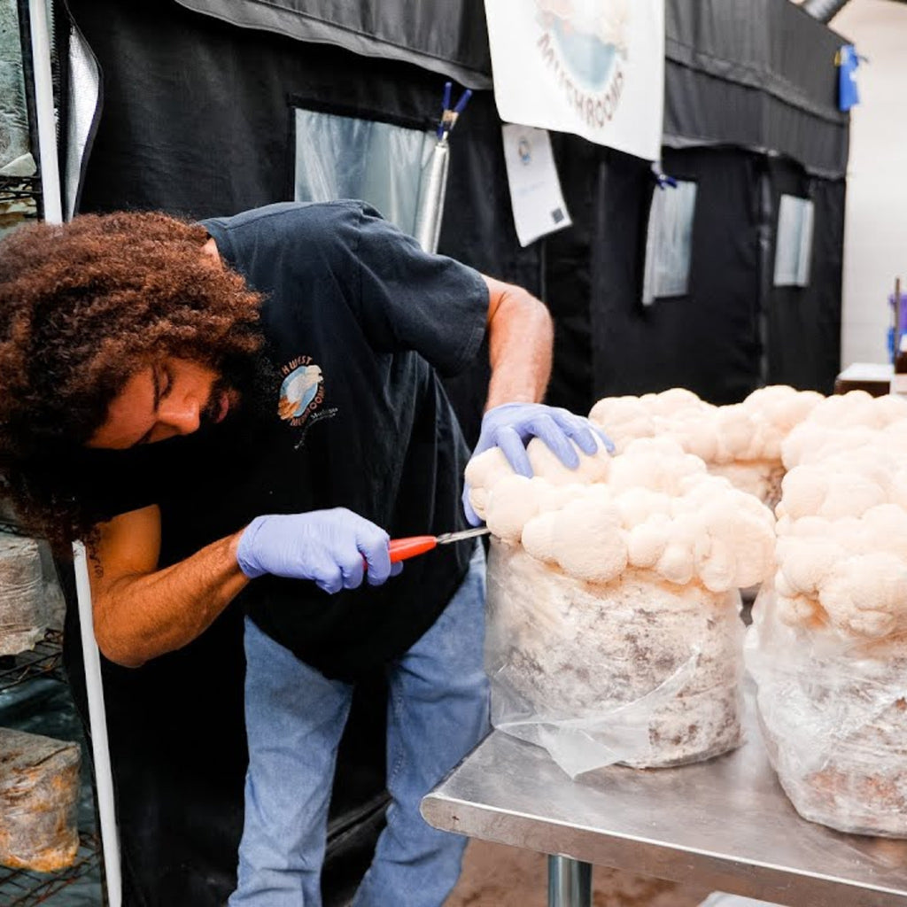 Lion's Mane fruiting body representing Southwest Mushrooms premium liquid culture