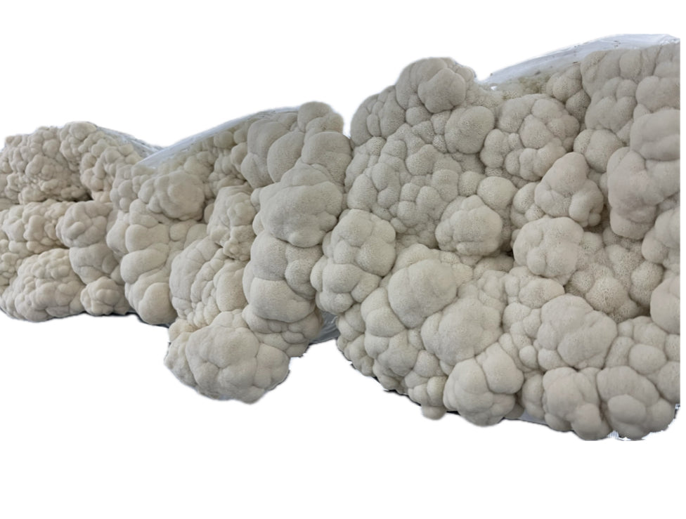 Lion's Mane Premium Liquid Culture