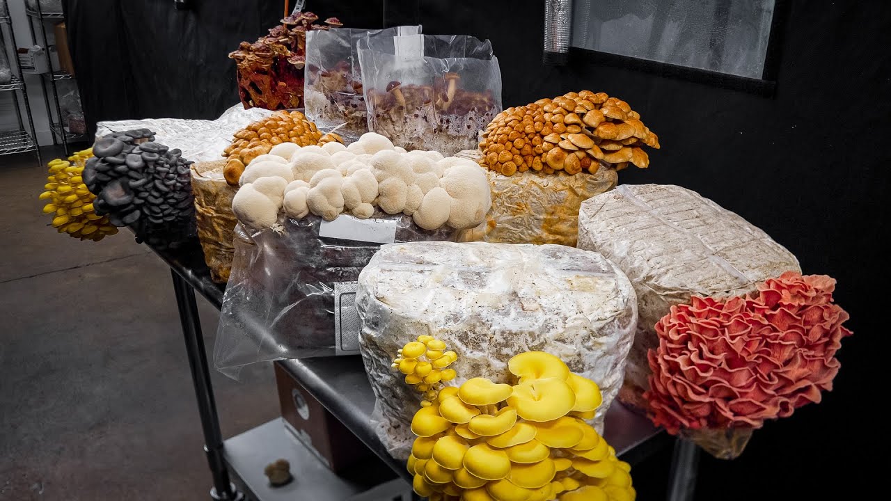 Southwest Mushrooms complete genetic library of premium cultivation strains