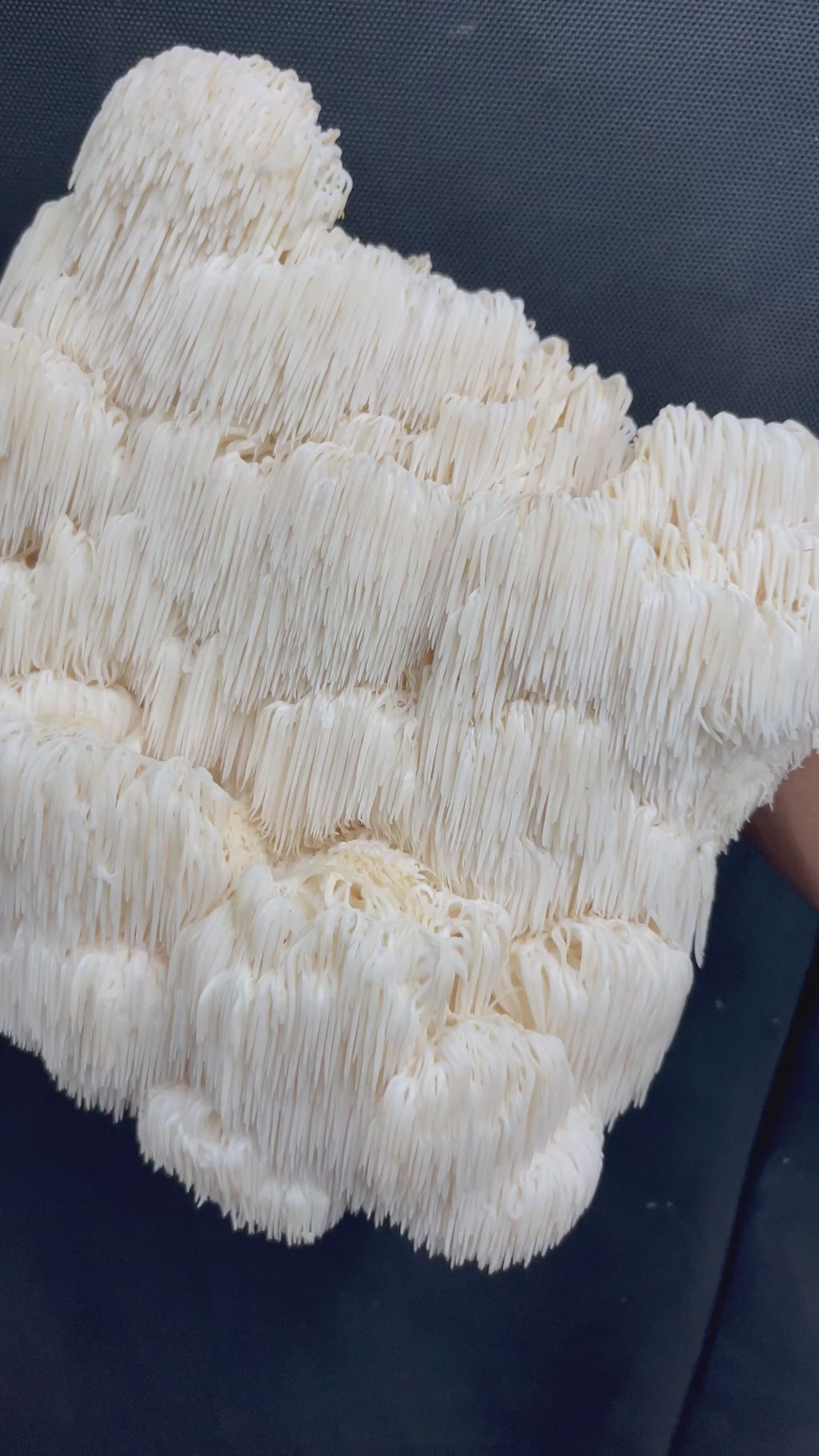 Lions Mane Mycelium Grain Spawn