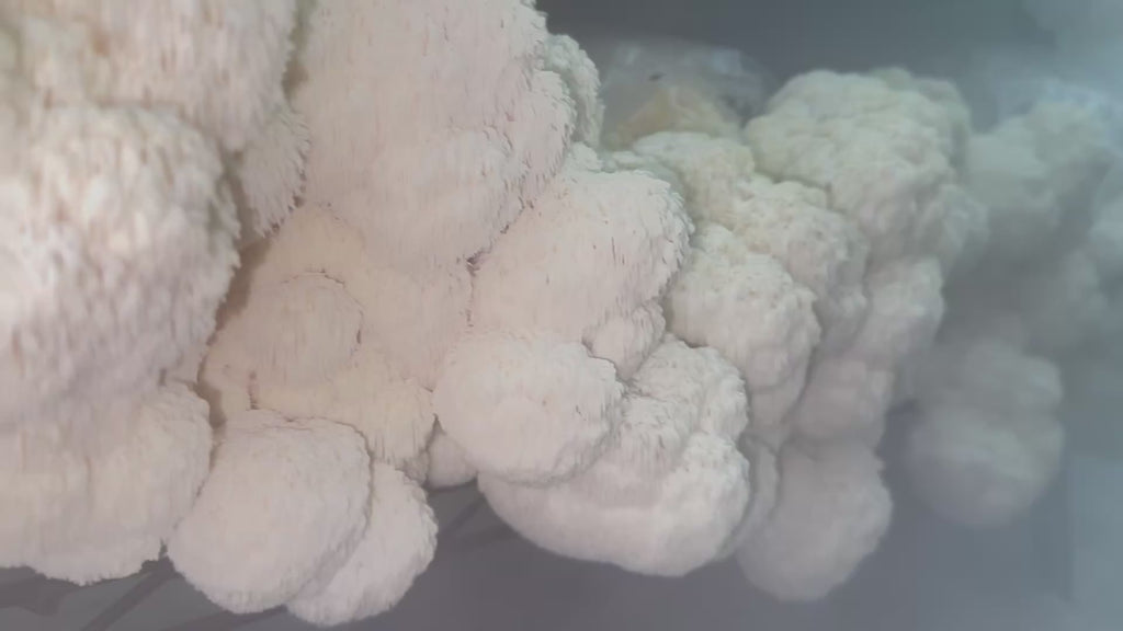 Lions Mane Mycelium Grain Spawn