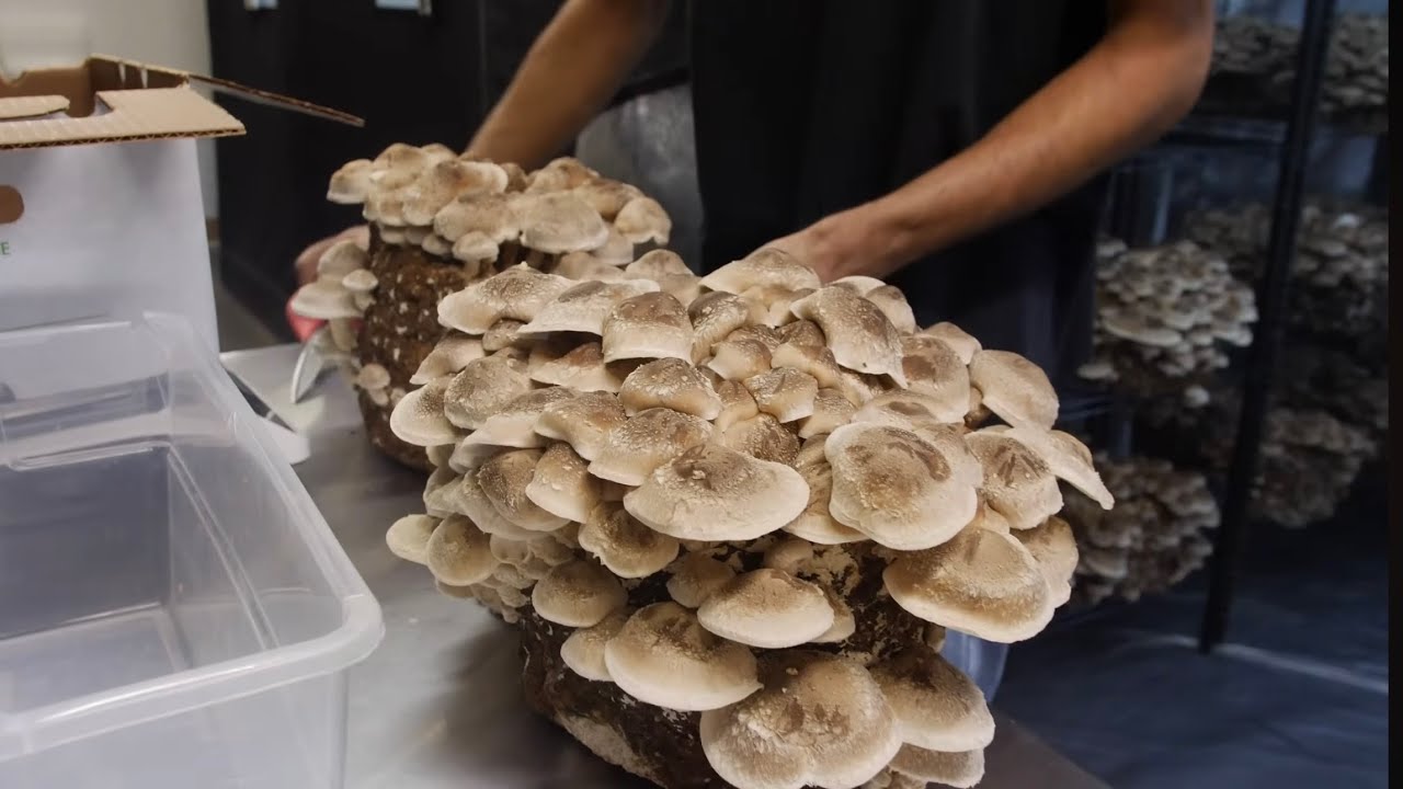 Shiitake 3782 fruiting from Southwest Mushrooms wide-range liquid culture