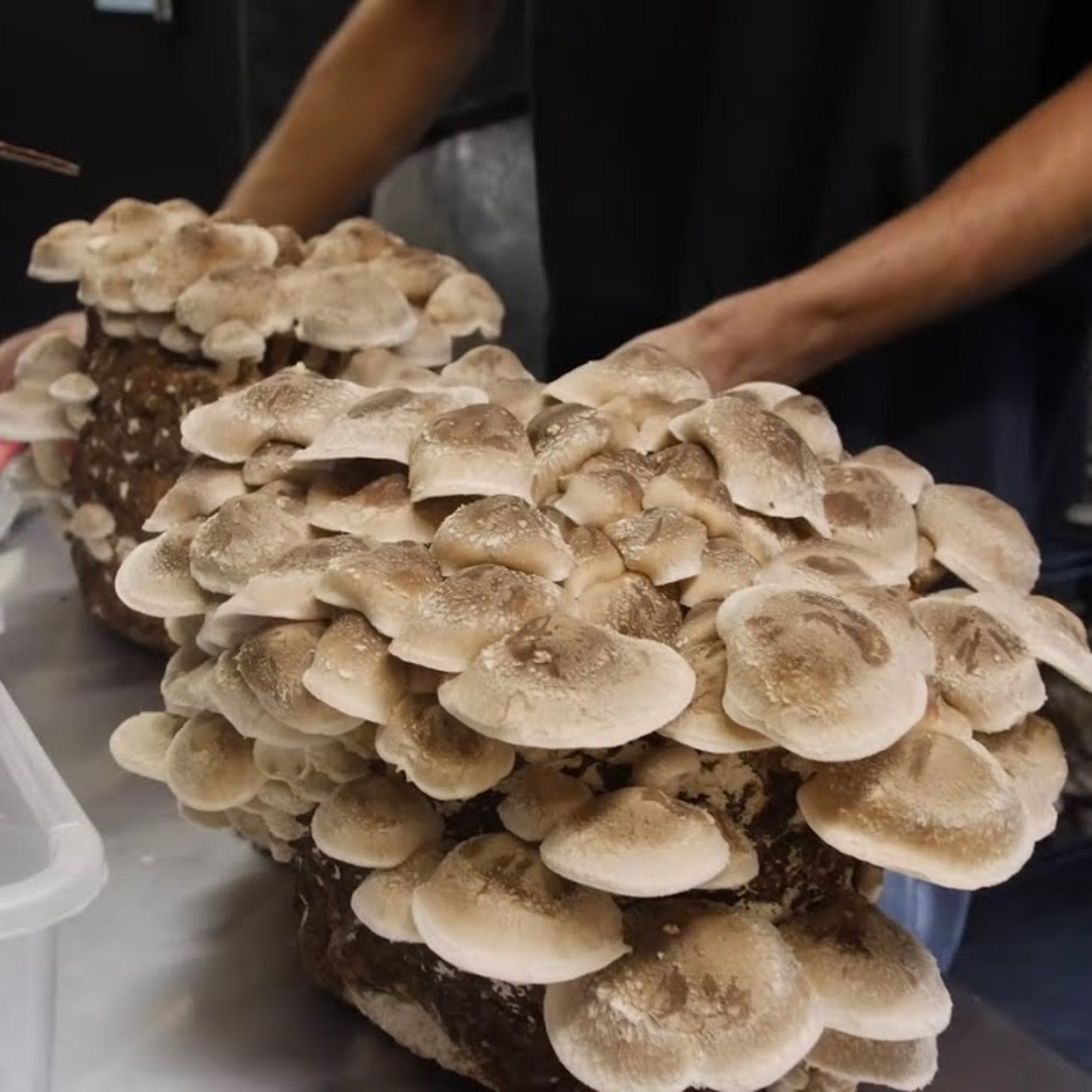 Shiitake 3782 fruiting from Southwest Mushrooms wide-range liquid culture