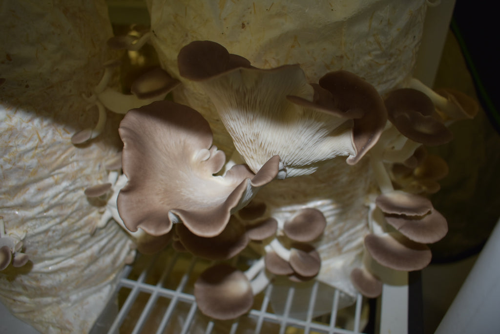 Italian Oyster Mycelium Grain Spawn product photo by Southwest Mushrooms