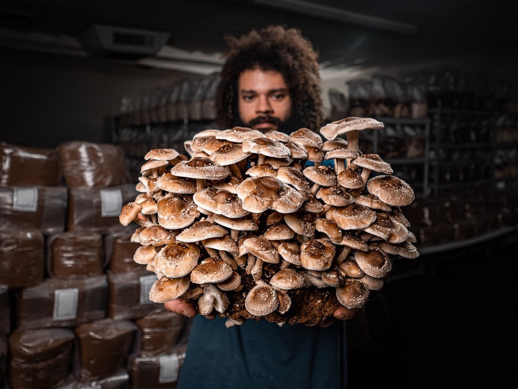 Michael Crowe holding a massive shiitake mushroom cluster at Southwest Mushrooms