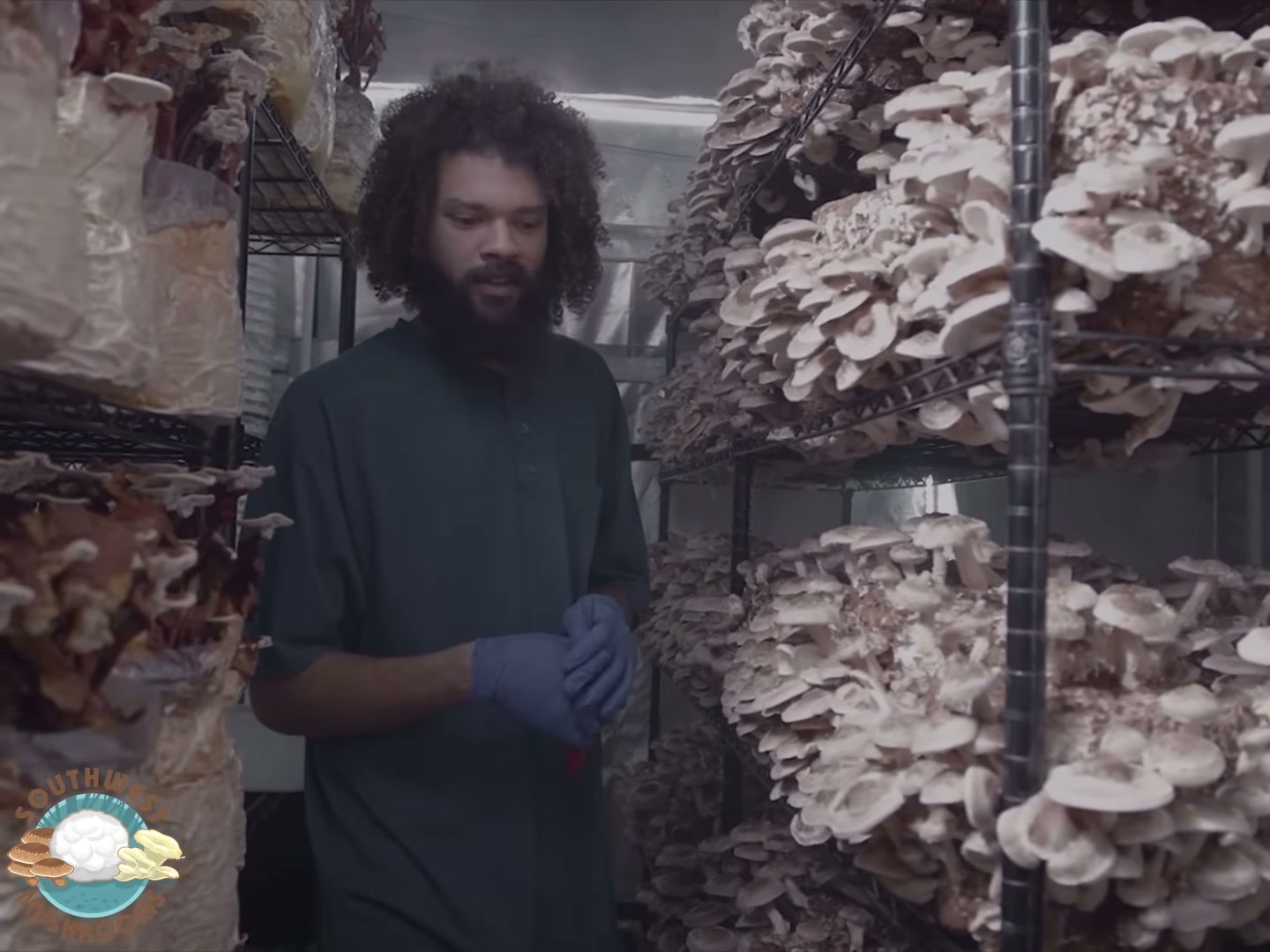 Production grow room at harvest, the operations the SOP playbook documents