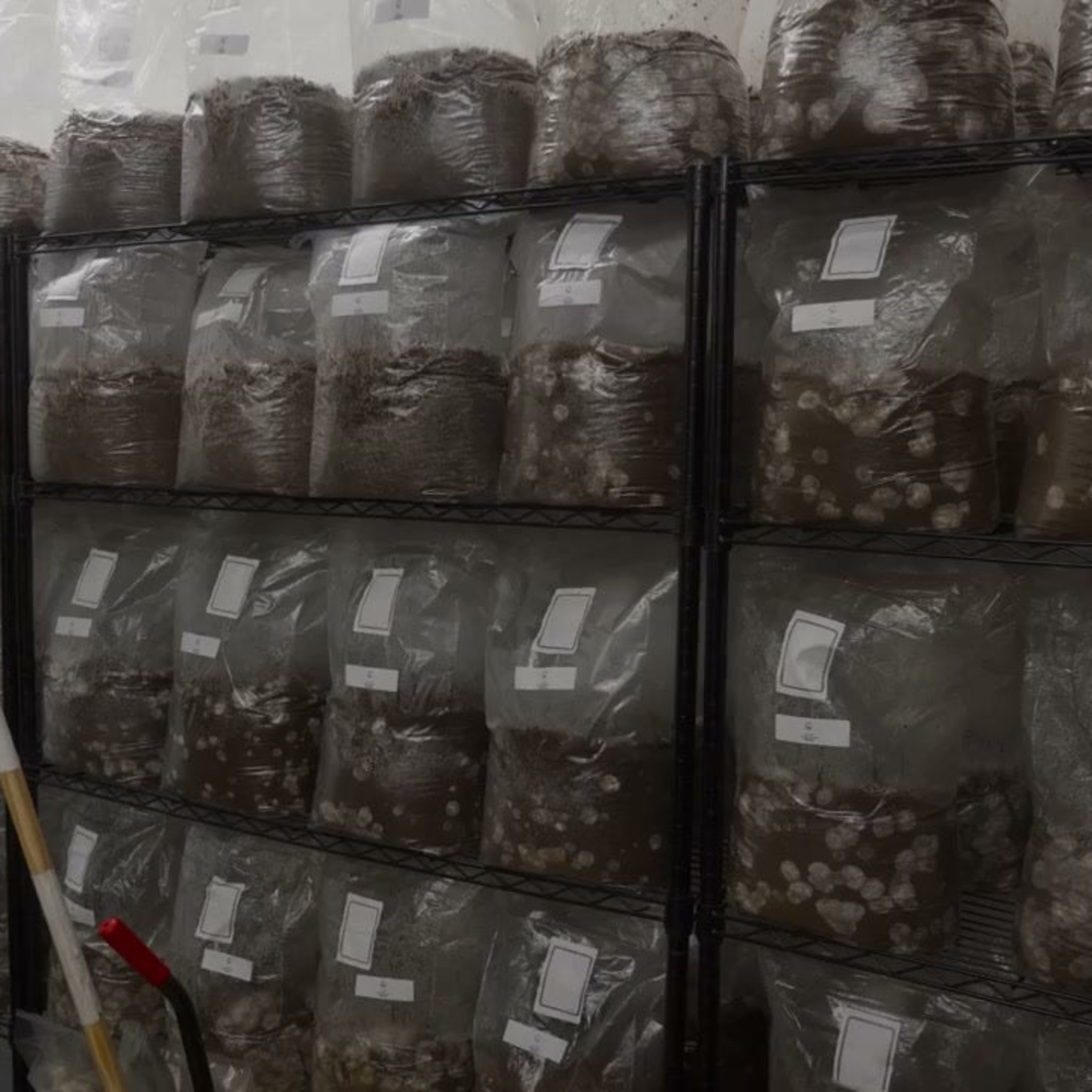 King Trumpet (Pleurotus eryngii) Master Culture Slant