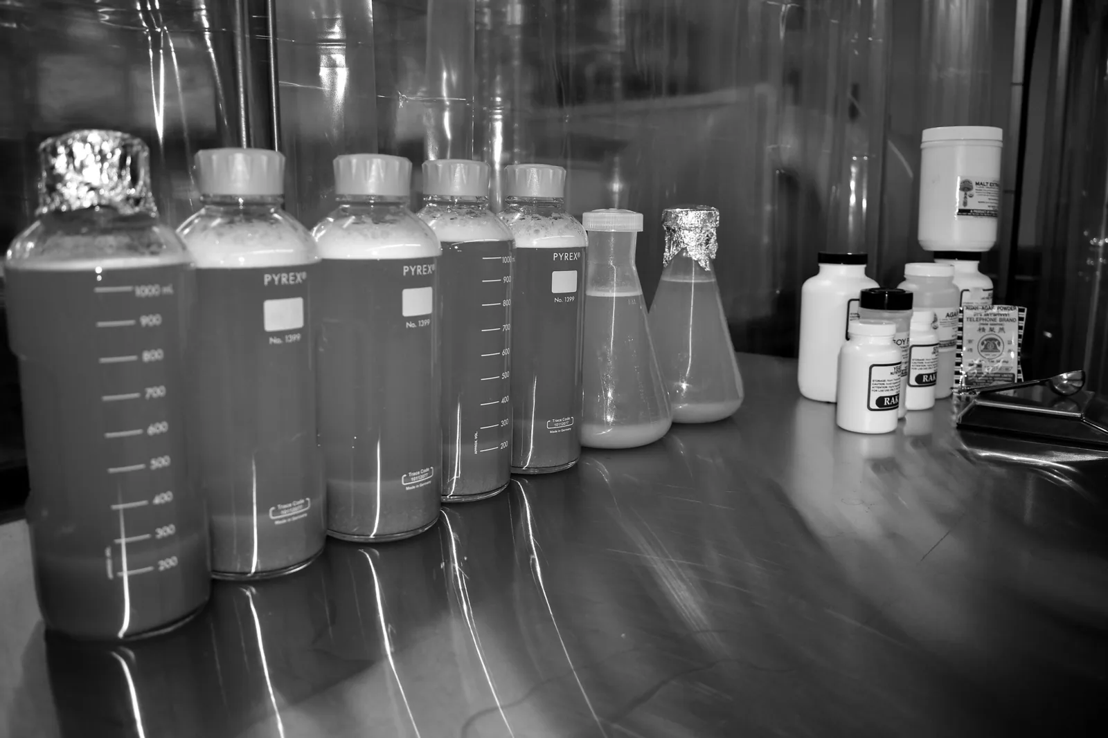 Lion's Mane fruiting body, source material for the dual-extract cognitive tincture