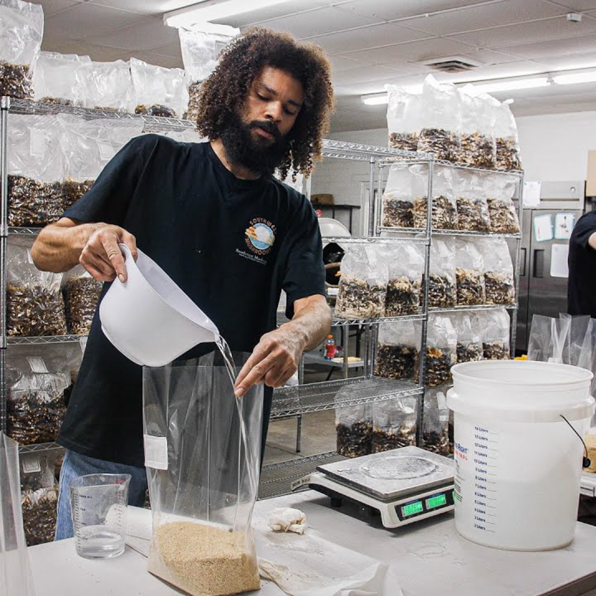 Lion's Mane Mycelium Grain Spawn — Southwest Mushrooms genetic library