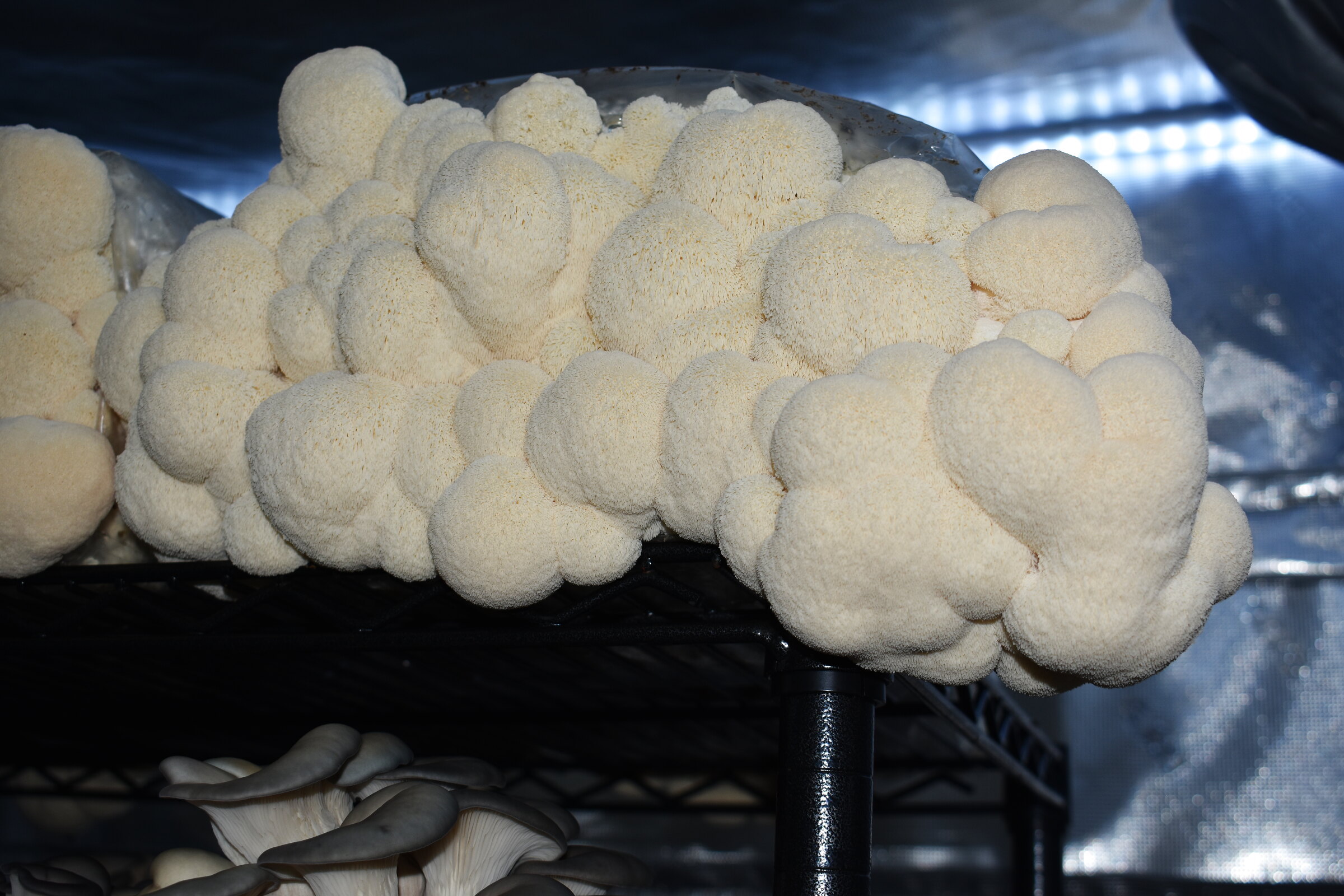 Lion's mane