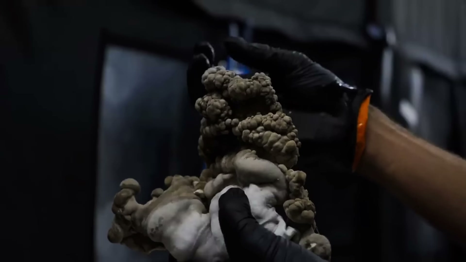 Commercial production at Southwest Mushrooms